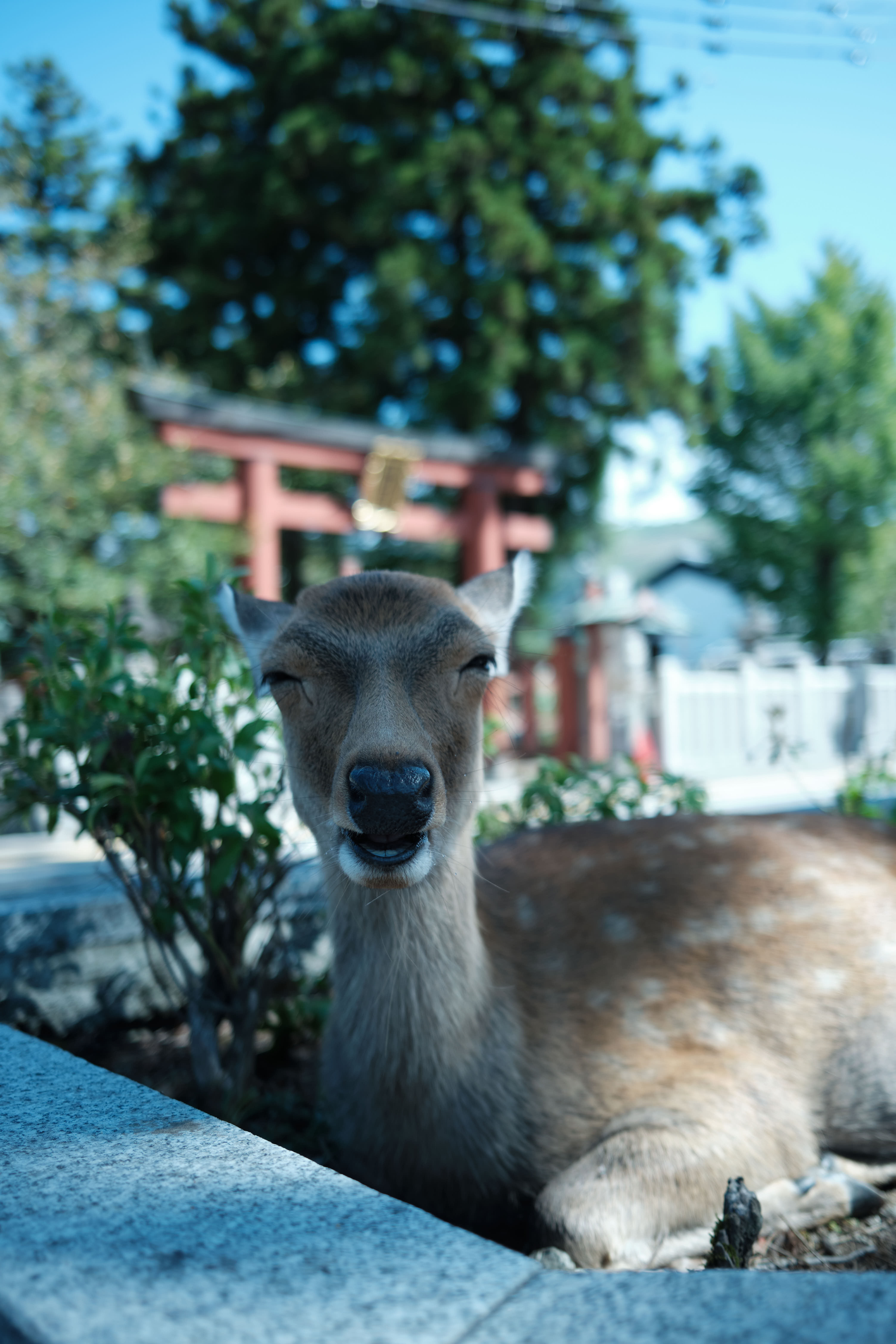 京都
